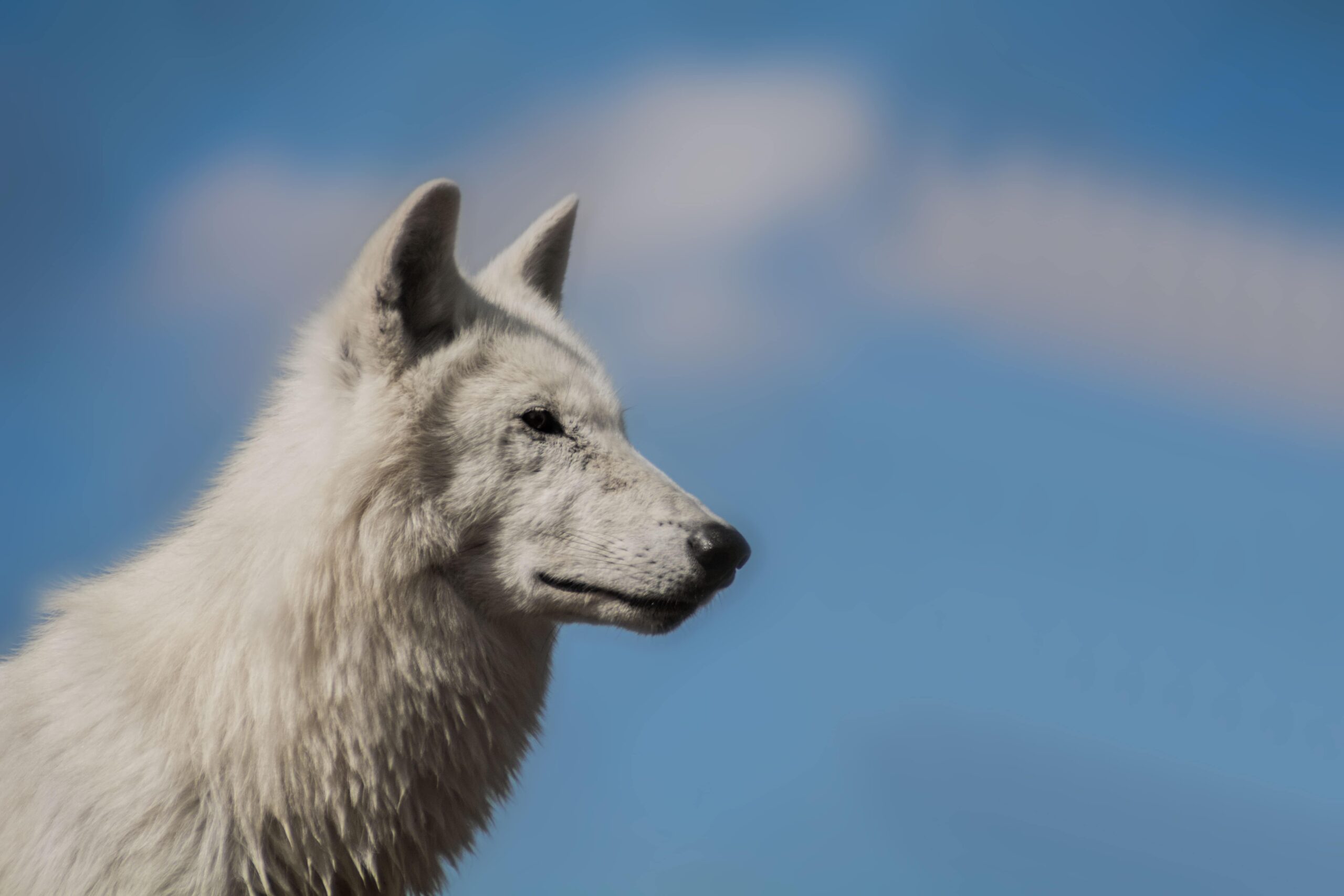 Woodside Wildlife Park